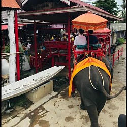 Ayutthaya Elephant Camp