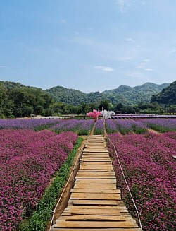 Hokkaido Flower Park Khaoyai